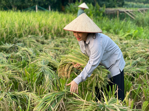 Máy xát nghiền lọc sạn Toàn Phát 555 - Giải pháp hoàn hảo cho nhu cầu xay xát đa dạng
