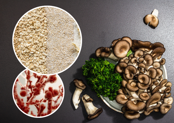 Beta Glucan là gì? Tất tần tật thông tin về Beta Glucan và lợi ích cho sức khỏe
