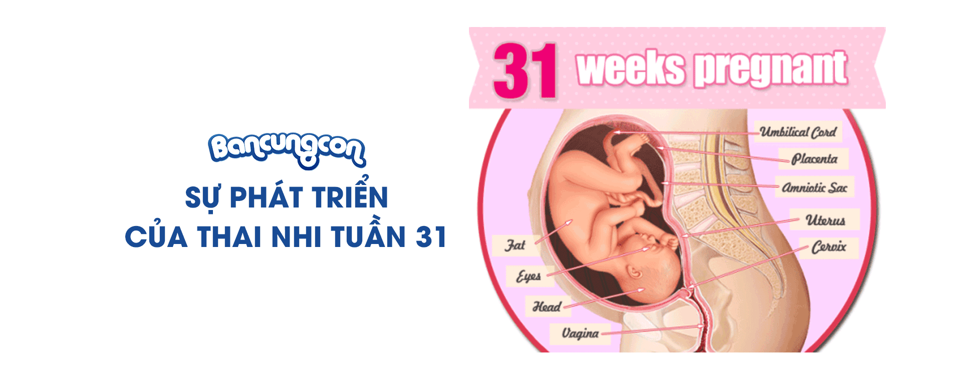 Sự Phát Triển Của Thai Nhi Tuần 31 - Những Điều Cần Biết