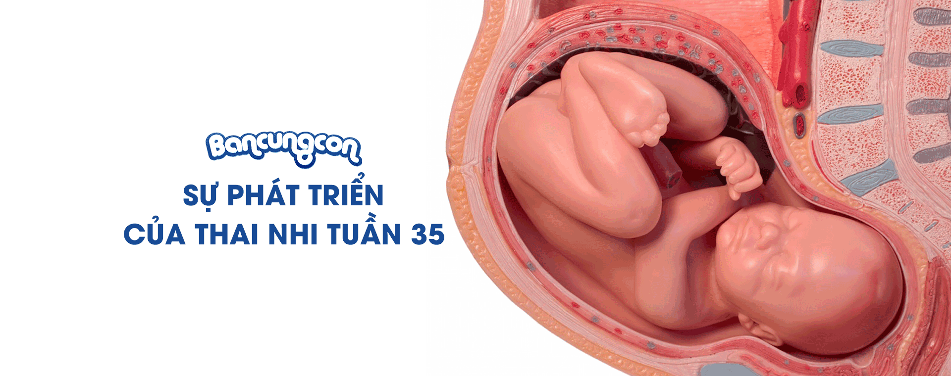 Sự Phát Triển Của Thai Nhi Tuần 35 - Những Điều Cần Biết