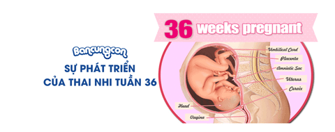 Sự Phát Triển Của Thai Nhi Tuần 36 - Những Điều Cần Biết