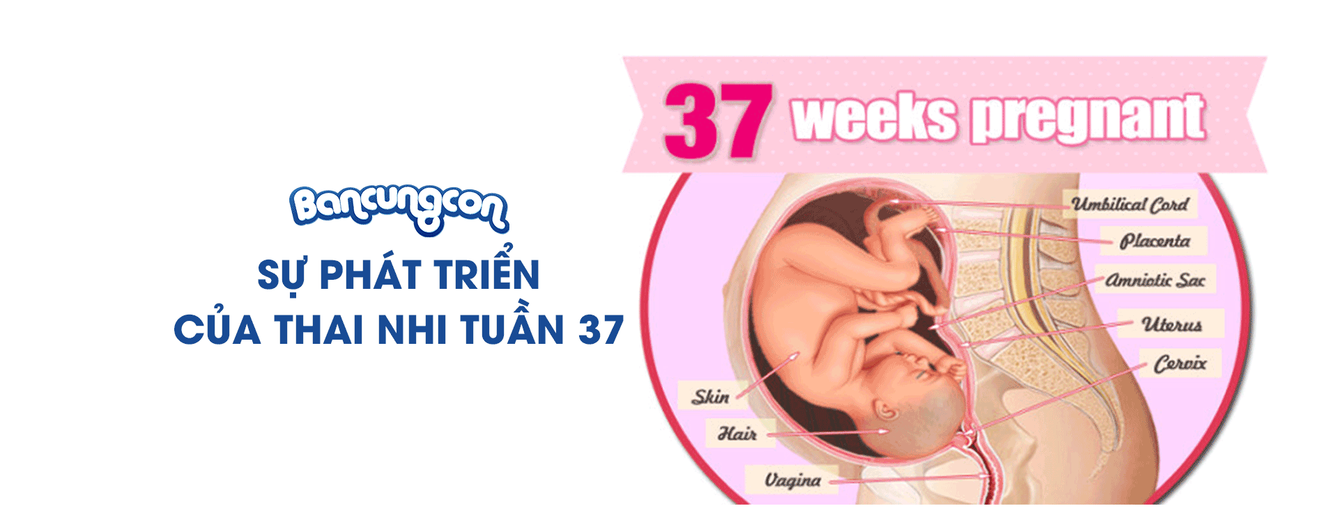 Sự Phát Triển Của Thai Nhi Tuần 37 - Những Điều Cần Biết