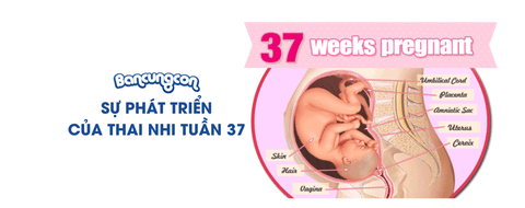 Sự Phát Triển Của Thai Nhi Tuần 37 - Những Điều Cần Biết