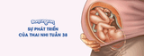 Sự Phát Triển Của Thai Nhi Tuần 38 - Những Điều Cần Biết