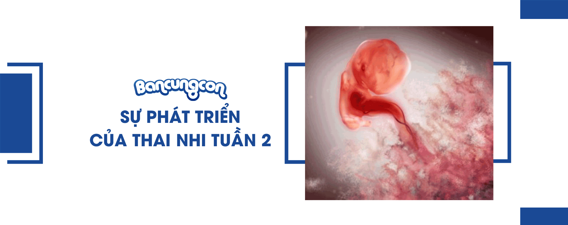 Sự Phát Triển Của Thai Nhi Tuần 2 - Những Điều Cần Biết