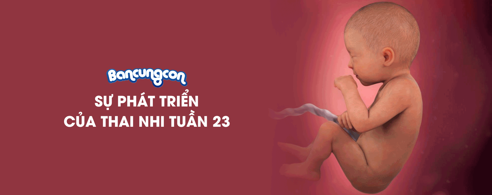 Sự Phát Triển Của Thai Nhi Tuần 23 - Những Điều Cần Biết