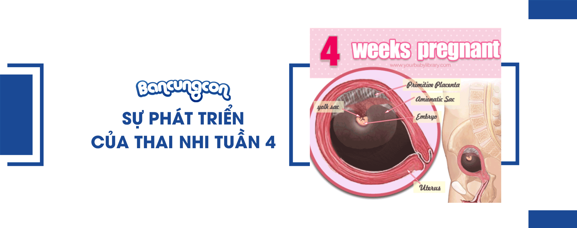 Sự Phát Triển Của Thai Nhi Tuần 4 - Những Điều Cần Biết