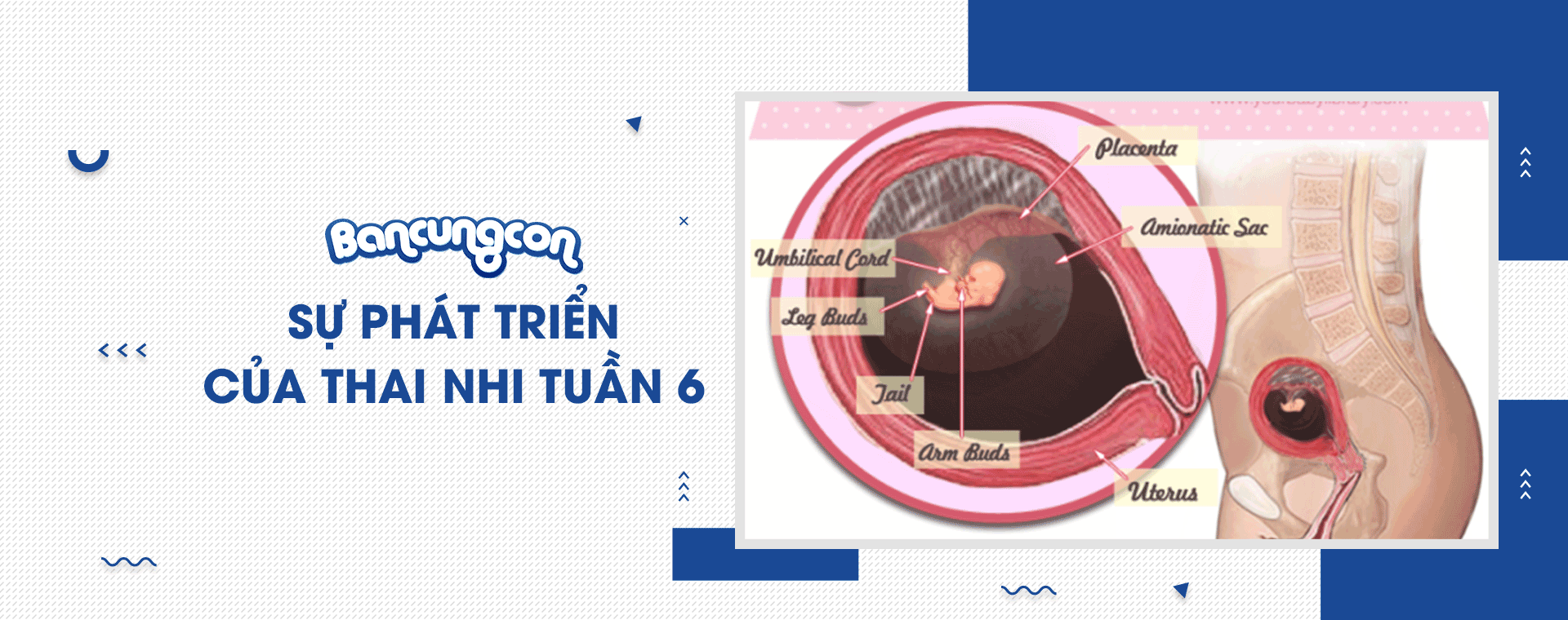 Sự Phát Triển Của Thai Nhi Tuần 6 - Những Điều Cần Biết