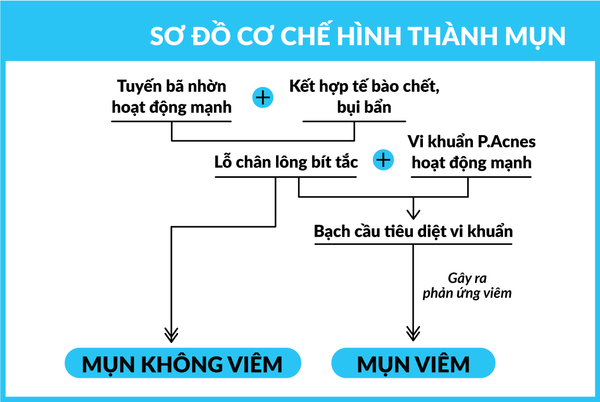 Cơ chế hình thành mụn