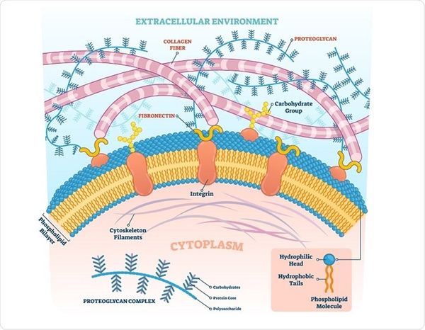 Proteoglycans là hoạt chất có tác dụng dưỡng ẩm gấp 30 lần so với HA