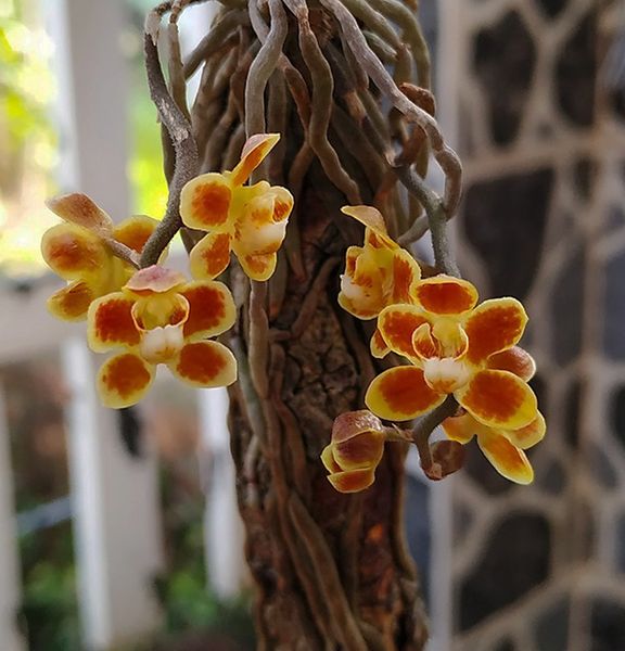 Hoa lan Căn Diệp loài hoa lan độc đáo và thú vị – Vườn Lan Bá Ninh