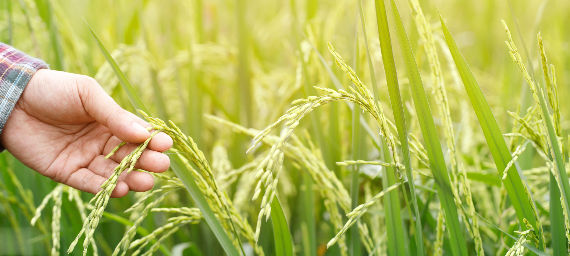 Cây lúa