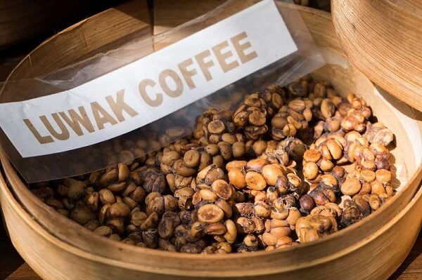 Cà phê Kopi Luwak - Cà phê ngon nhất thế giới và đắt nhất