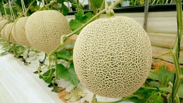 Cách trồng dưa lưới ra sao để đạt chất lượng tốt nhất?