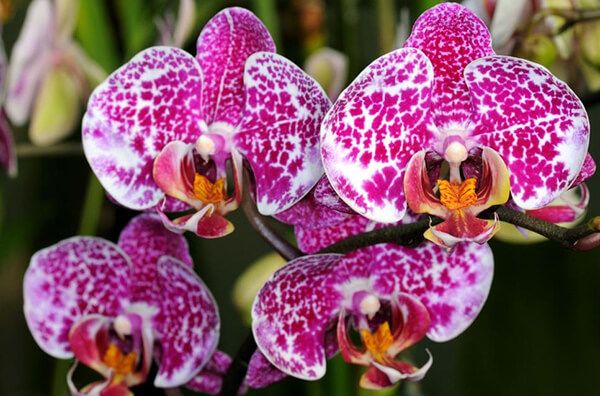 Top 10 loài hoa đẹp nhất thế giới, có hoa ở Việt Nam – COUNTRY GARDEN
