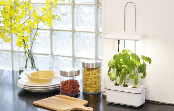 Tại sao nên trồng rau thủy canh? 3 lý do nên trồng rau thủy canh