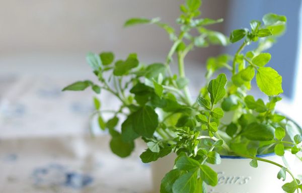 Đèn trồng rau thủy canh Akarina đang thu hút sự chú ý là gì? Giải thích cơ bản và các dòng sản phẩm đề xuất