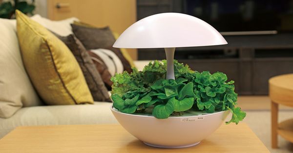 Cách trồng rau xà lách dễ dàng phát triển