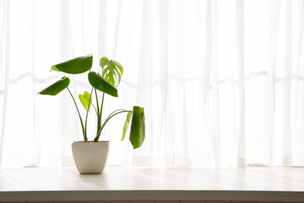 Có nên sử dụng đèn LED để trồng cây? Giới thiệu cách chọn và mua đèn LED trồng cây