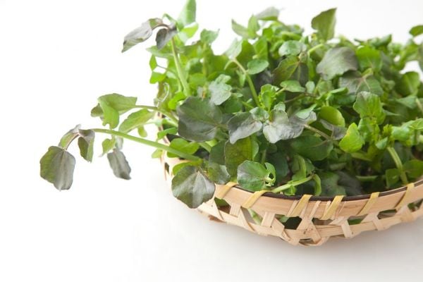 Hướng dẫn trồng cải xoong bằng phương pháp thủy canh