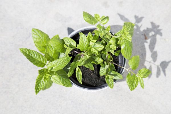 Làm thế nào để tận hưởng nội thất xanh?