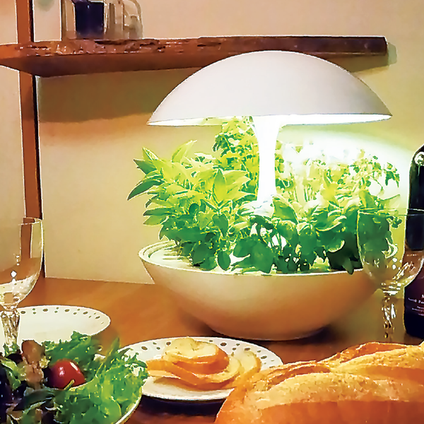 Bộ sưu tập đèn trồng cây Akarina hiện có tại MotoM Việt Nam