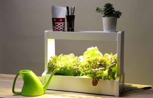 Xu hướng bảo vệ sức khỏe với rau sạch trồng thủy canh