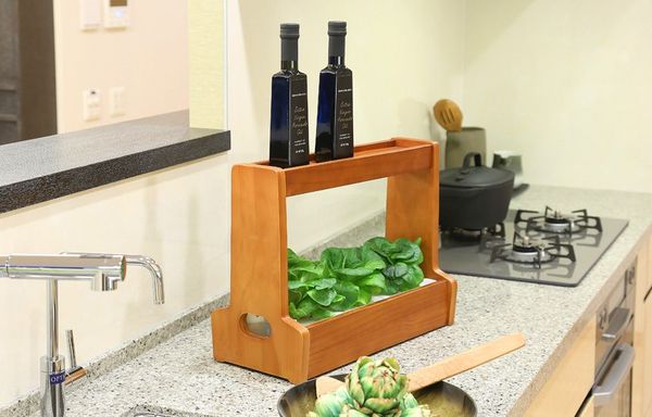 Nhật ký trồng rau cùng đèn thủy canh Akarina - MotoM Việt Nam