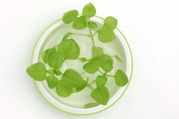 Sự hấp dẫn của phương pháp thủy canh tại nhà