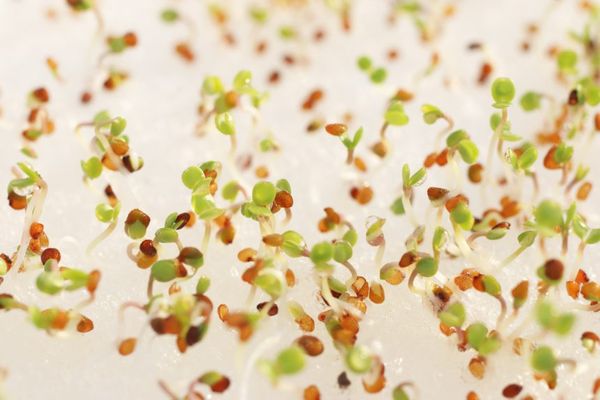 Trồng cải xoong từ hạt