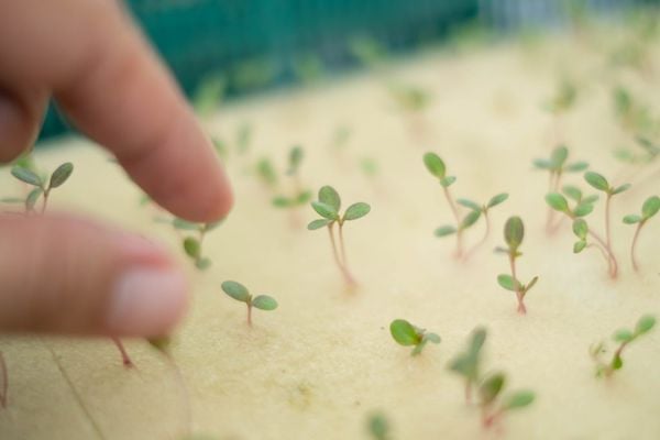 Trồng rau húng quế tại nhà bằng phương pháp thủy canh