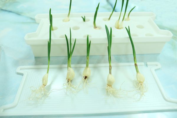 Trồng tỏi bằng phương pháp thủy canh tại nhà