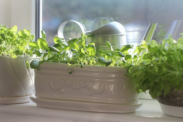 Bạn có biết rằng có thể trồng rau bằng cách sử dụng đèn LED- Hãy bắt đầu một vườn rau nhỏ tại nhà