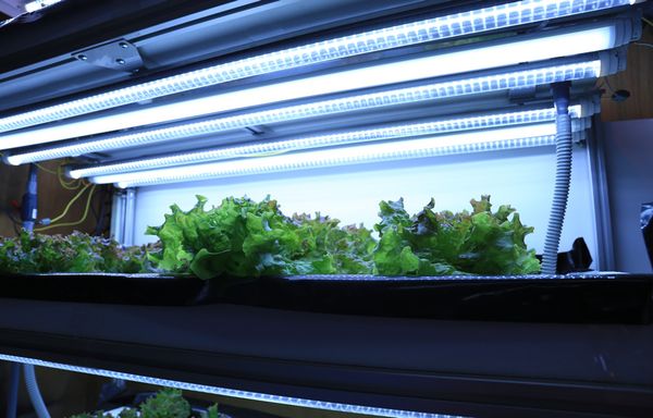 Nhà máy tại Niigata- Nhật Bản đang phát triển hệ thống chiếu sáng đèn LED để trồng cây