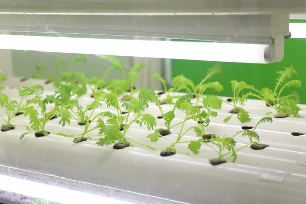 Đèn LED trồng rau thủy canh là gì Giới thiệu các sản phẩm được đề xuất nên dùng