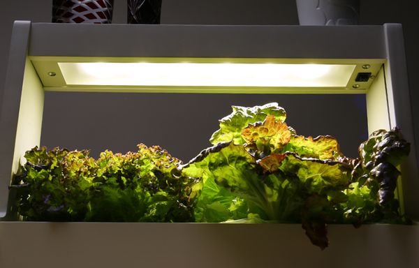 Hãy cùng trồng cây bằng đèn LED! Hướng dẫn cách chọn dòng đèn LED để trồng trọt