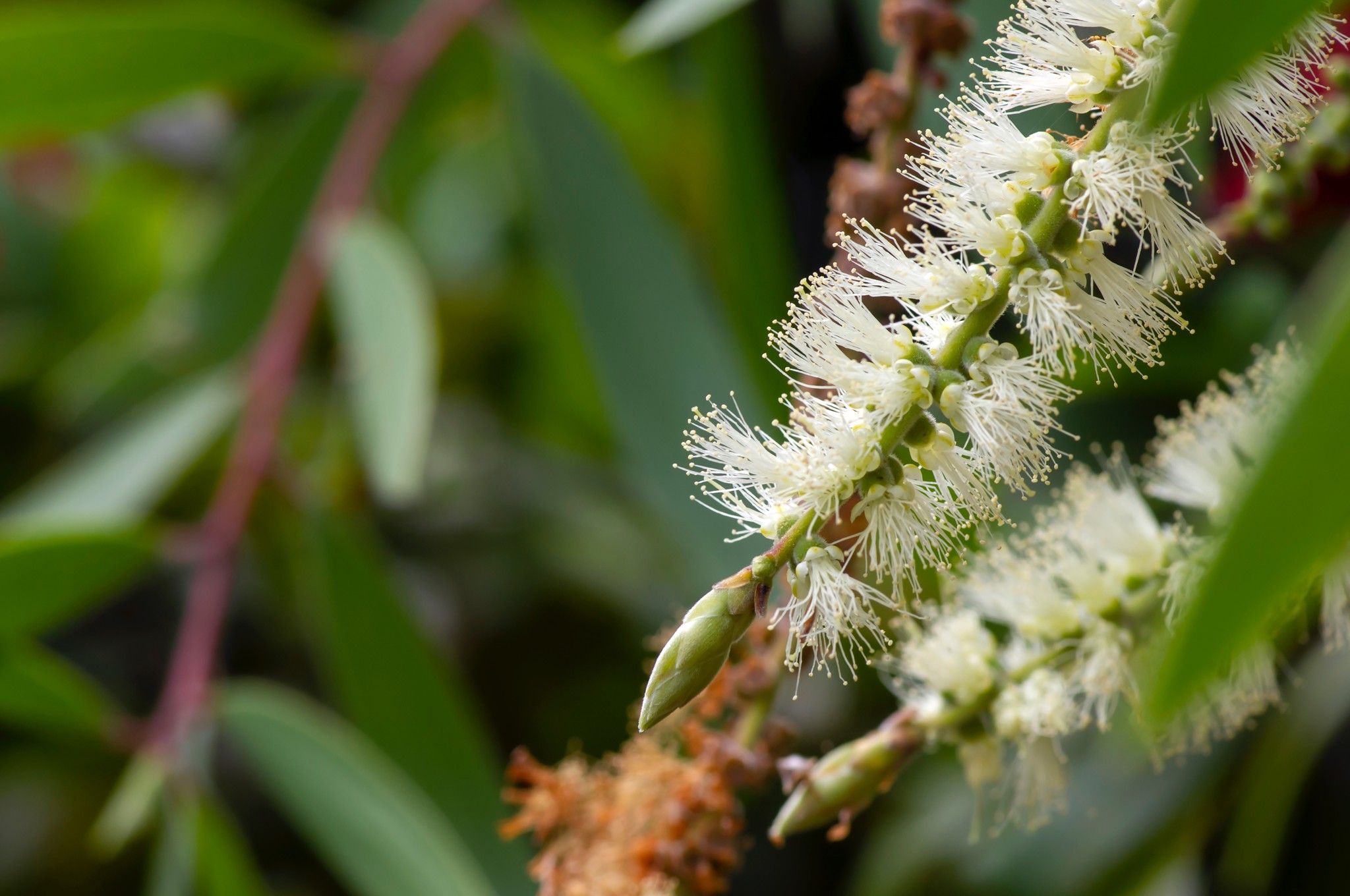 Tinh Dầu Tràm Đuổi Muỗi - Cây Tràm Trà