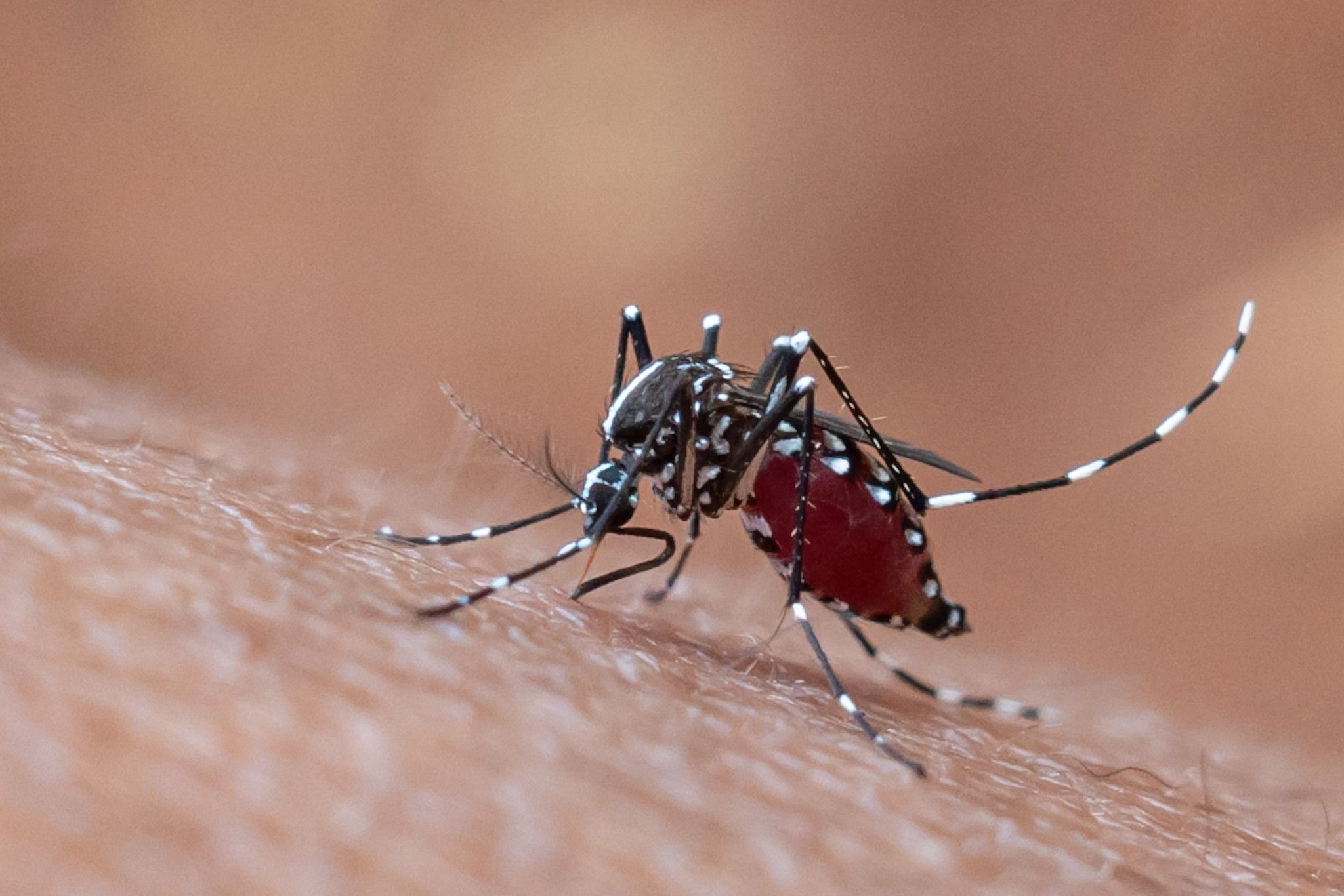 Sử Dụng Máy Đuổi Muỗi: Cách Bảo Vệ Bản Thân Khỏi Bệnh Sốt Xuất Huyết