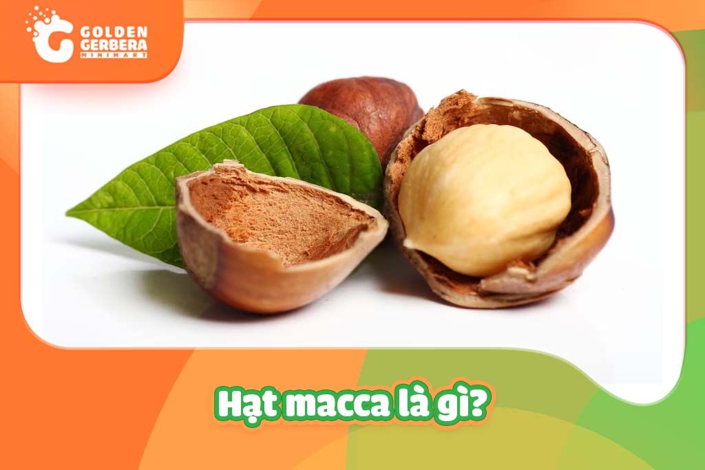 Hạt macca là gì? Hạt macca có tác dụng gì được các chuyên gia khuyên dùng