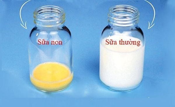 sữa non cho người già