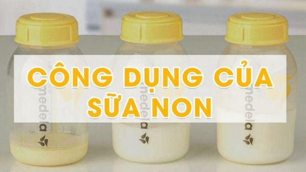 sữa non cho người già