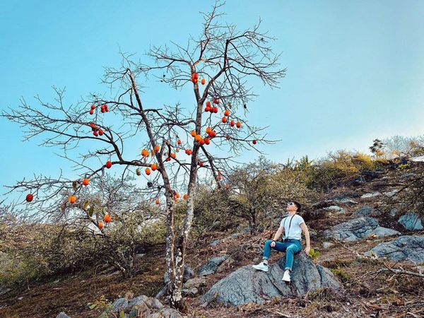 Hồng ngâm Mộc Châu