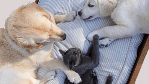 Chuồng nệm chó mèo êm ái cho thú cưng ngủ ngon mỗi đêm
