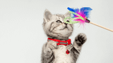 Dây dắt vòng cổ cho mèo con có thật sự cần thiết không?