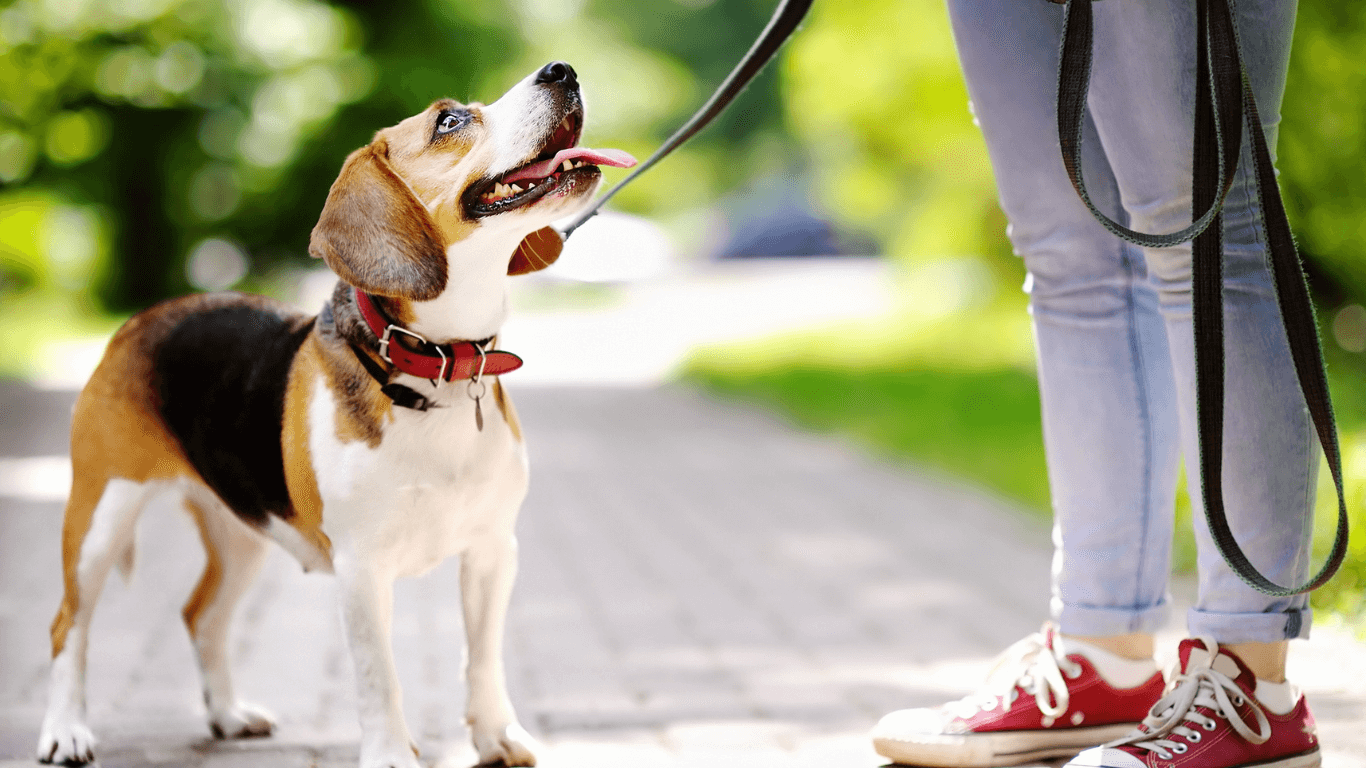 Dây dắt vòng cổ chó mèo có cần thiết không?