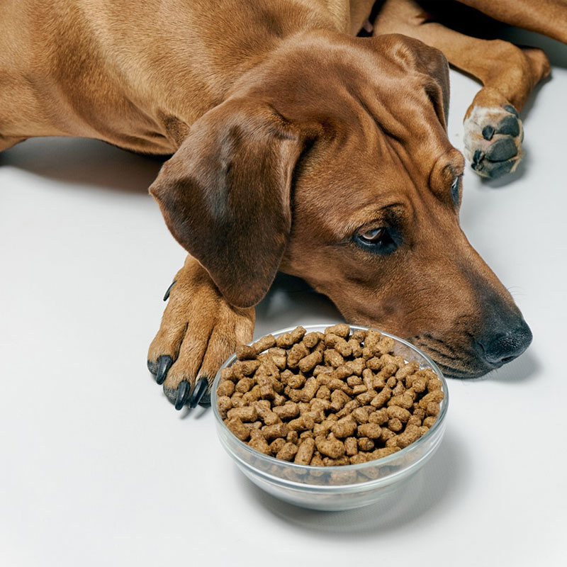 Làm thế nào để chó ăn nhiều hơn - Giải pháp cho chó biếng ăn