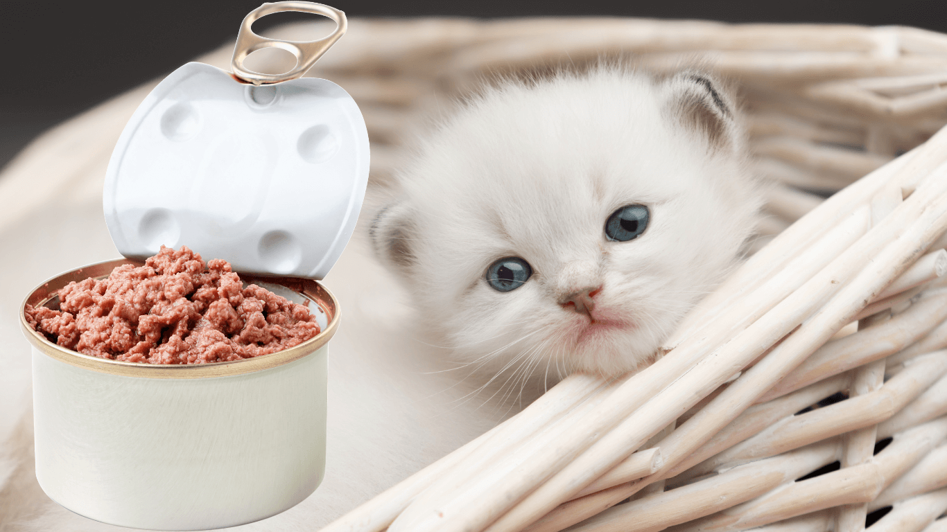 Pate cho mèo con: Lựa chọn dinh dưỡng tốt nhất 2025