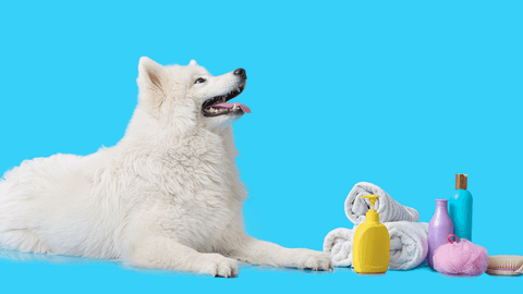 Sữa tắm cho chó loại nào tốt giữ sạch và thơm lâu nhất