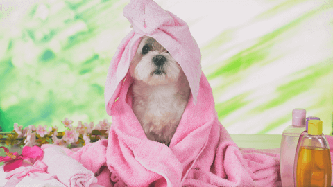 Sữa tắm cho chó khử mùi tốt – Mua chính hãng ở đâu?