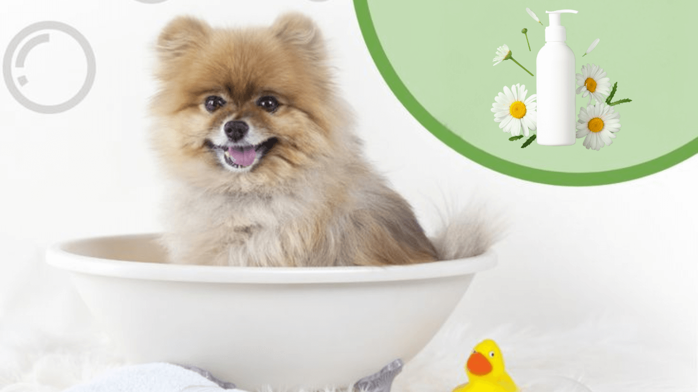 Hướng dẫn chọn sữa tắm cho chó con phù hợp